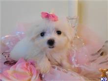 maltese puppy posted by Elegant Babies